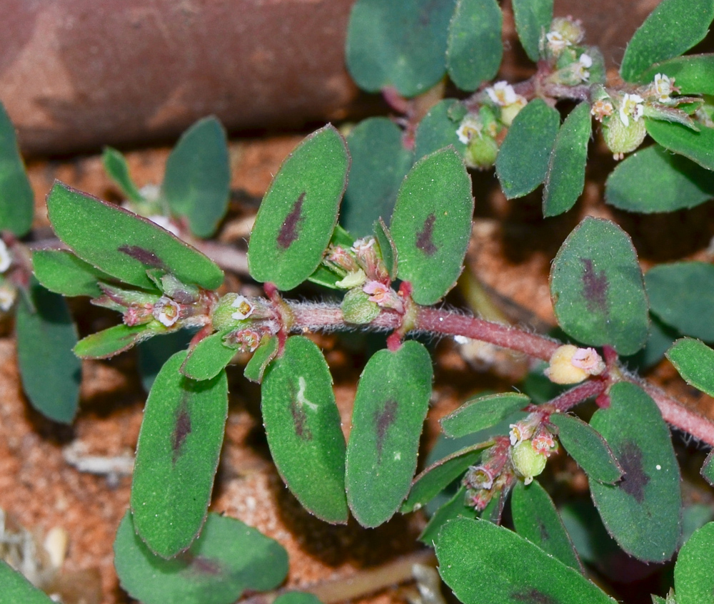 Image of Euphorbia maculata specimen.