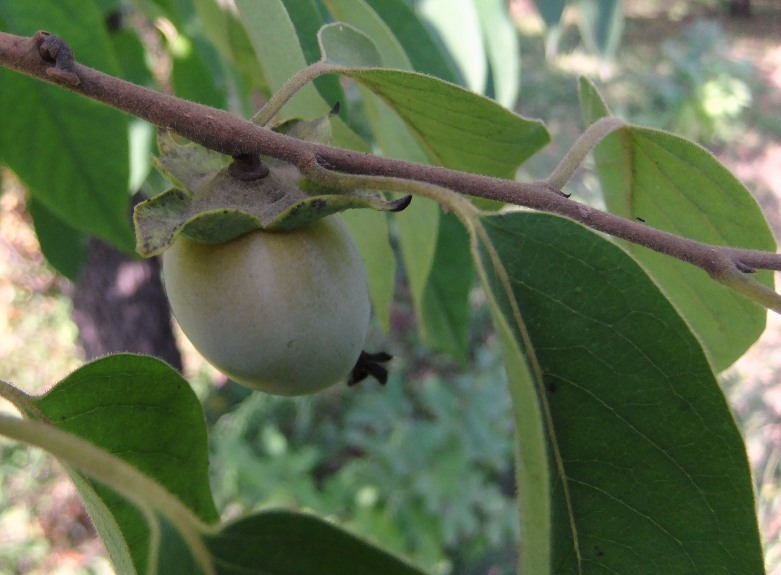 Image of Diospyros virginiana specimen.