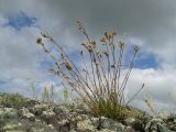 Silene graminifolia