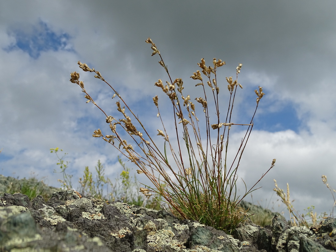 Image of Silene graminifolia specimen.