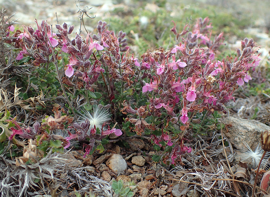 Image of Teucrium divaricatum specimen.