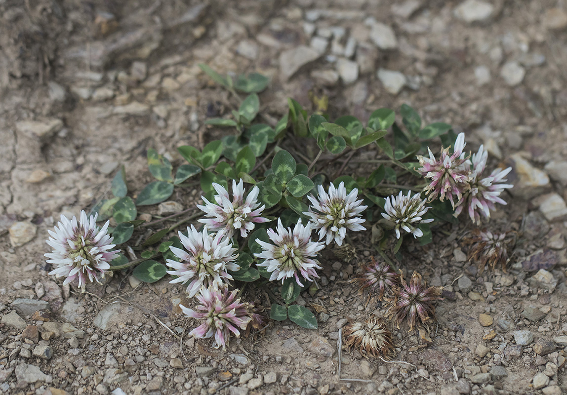 Изображение особи Trifolium ambiguum.