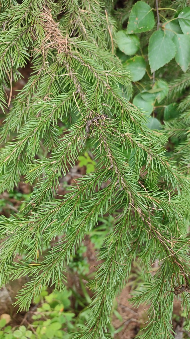Image of Picea obovata specimen.