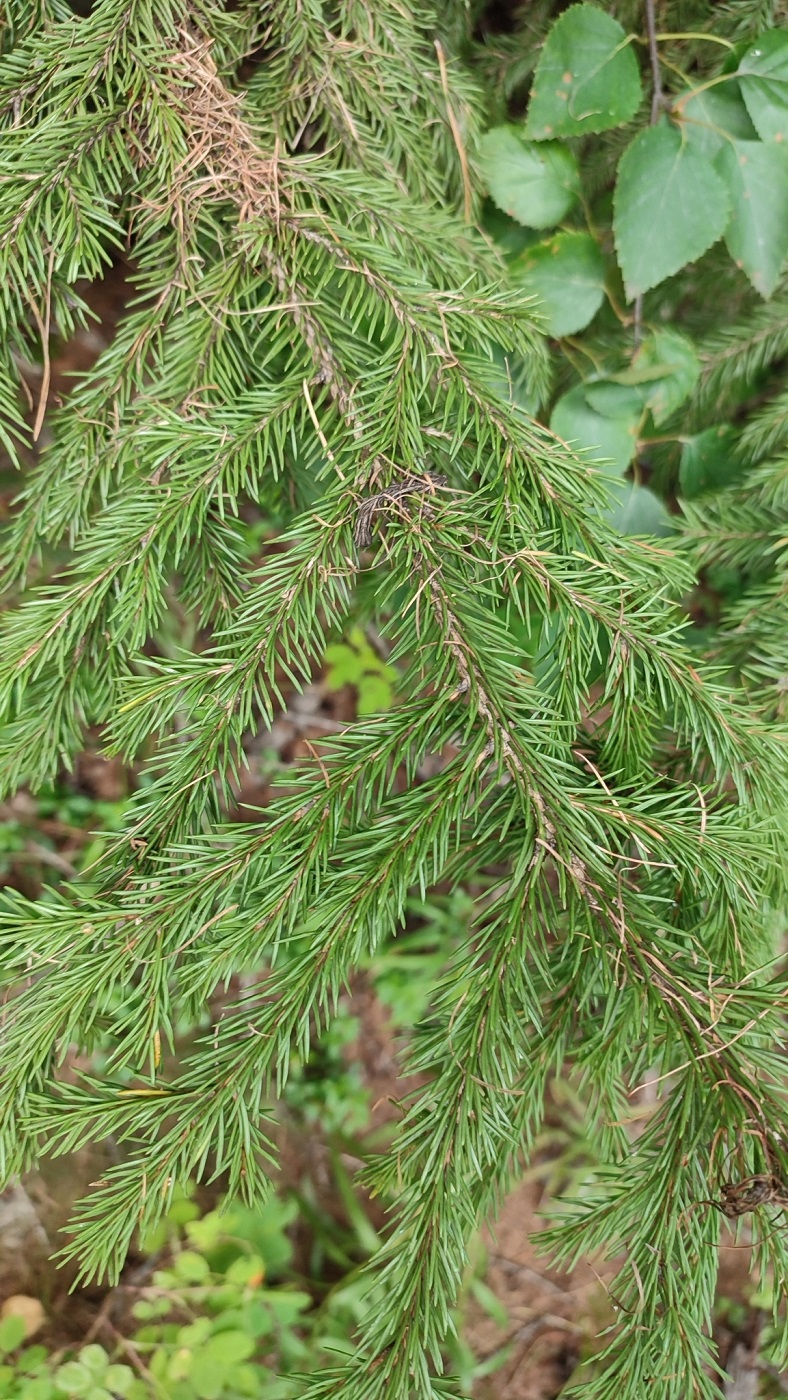 Изображение особи Picea obovata.