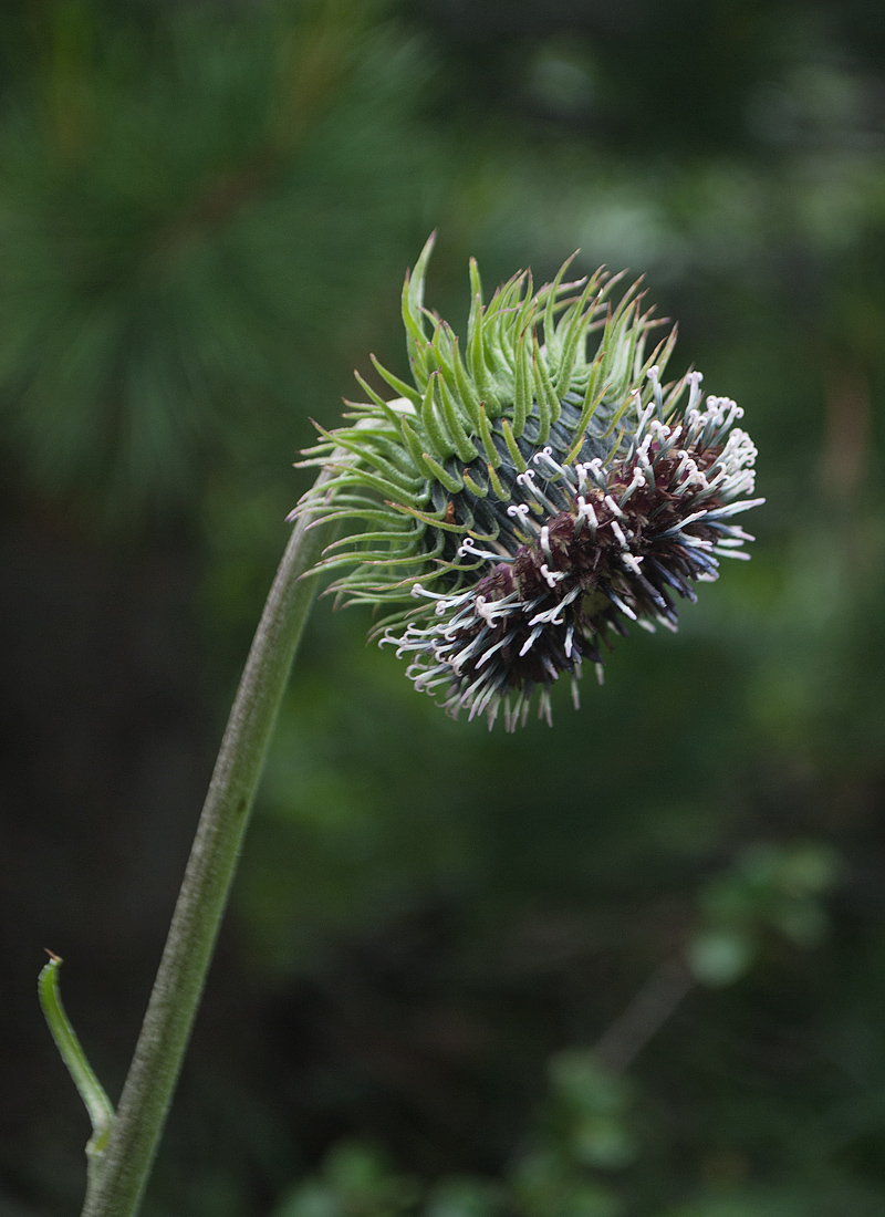 Image of Saussurea frolowii specimen.