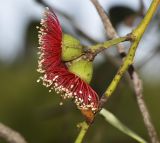 род Eucalyptus