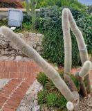 genus Cleistocactus