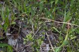 Androsace filiformis. Соцветия. Новосибирская обл., Мошковский р-н, край просёлочной дороги. 13.06.2010.
