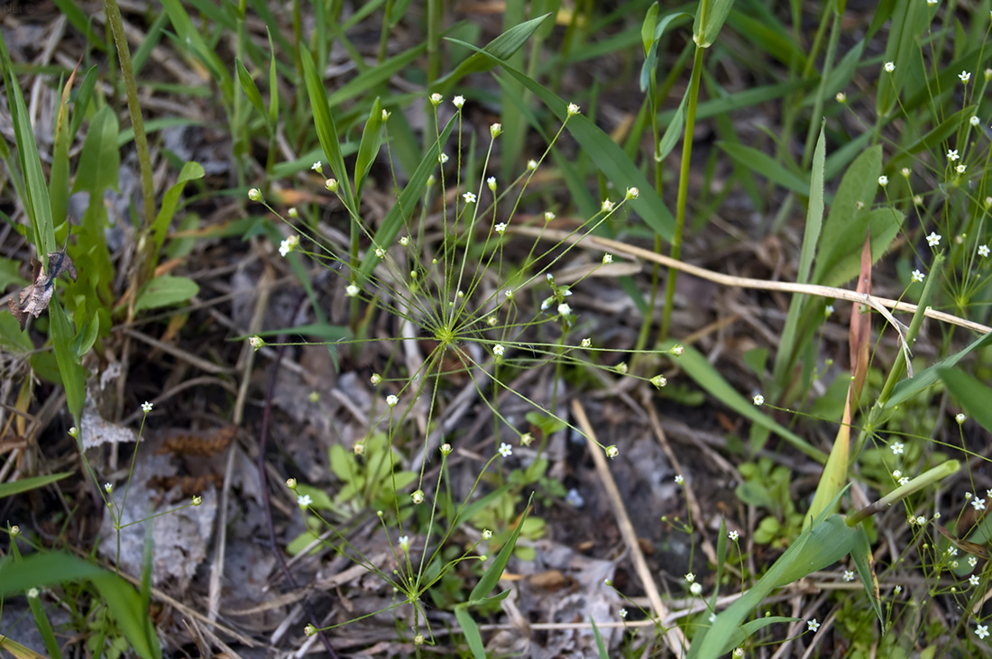 Изображение особи Androsace filiformis.