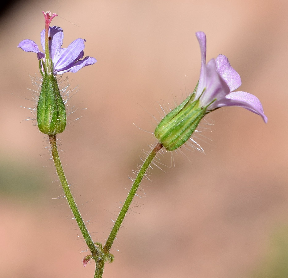 Изображение особи Geranium robertianum.