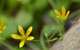 Saxifraga cymbalaria. Цветки. Республика Северная Осетия-Алания, Дигорский р-н, окр. с. Кора-Урсдон, Большой Кавказ, левый берег р. Сауардон, ≈ 720 м н.у.м., буковый лес, обочина лесной дороги. 28.06.2021.