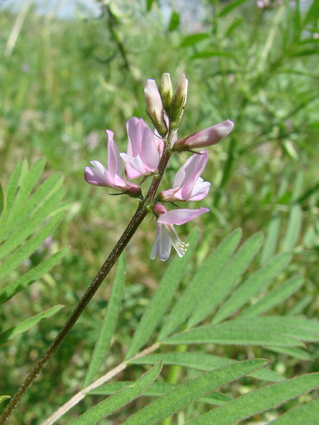 Image of Astragalus campylotrichus specimen.