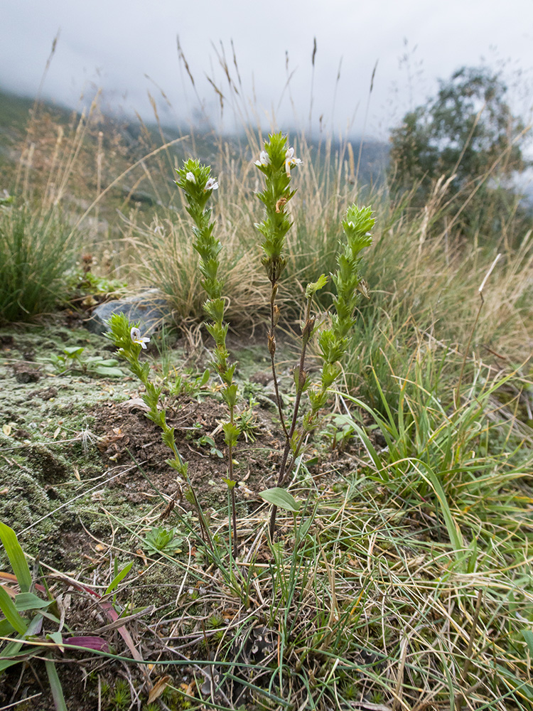 Изображение особи Euphrasia pectinata.