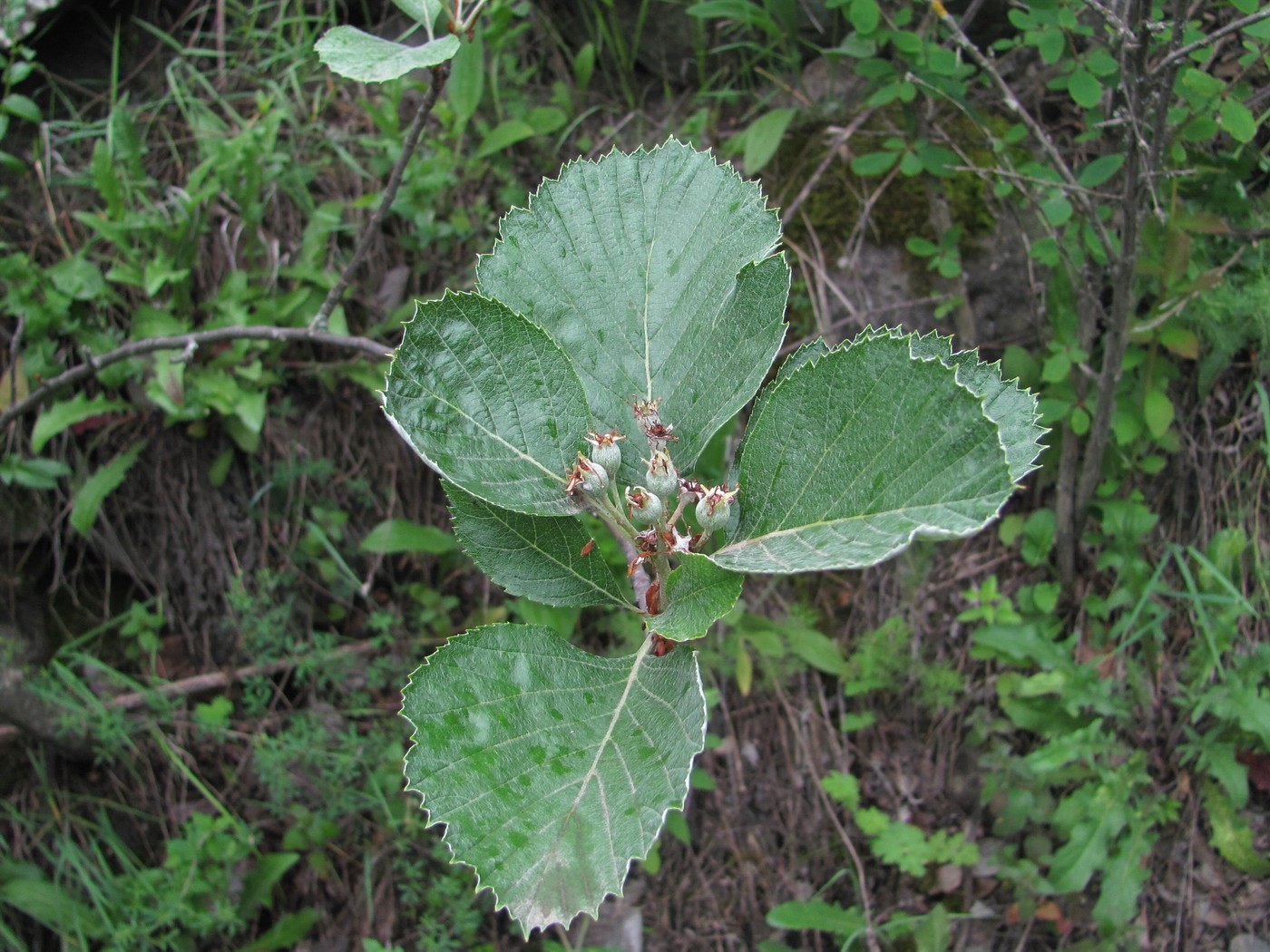 Image of Sorbus graeca specimen.