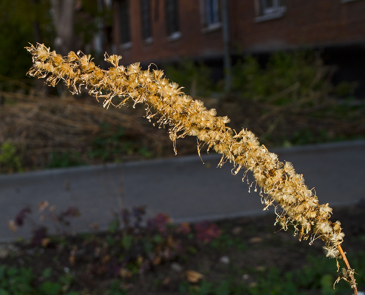 Image of Ligularia przewalskii specimen.