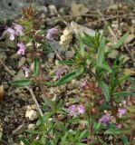 genus Thymus. Верхушки побегов. Азербайджан, Шекинский р-н, каменистый склон отрога Главного Кавказского хребта. 18.04.2010.