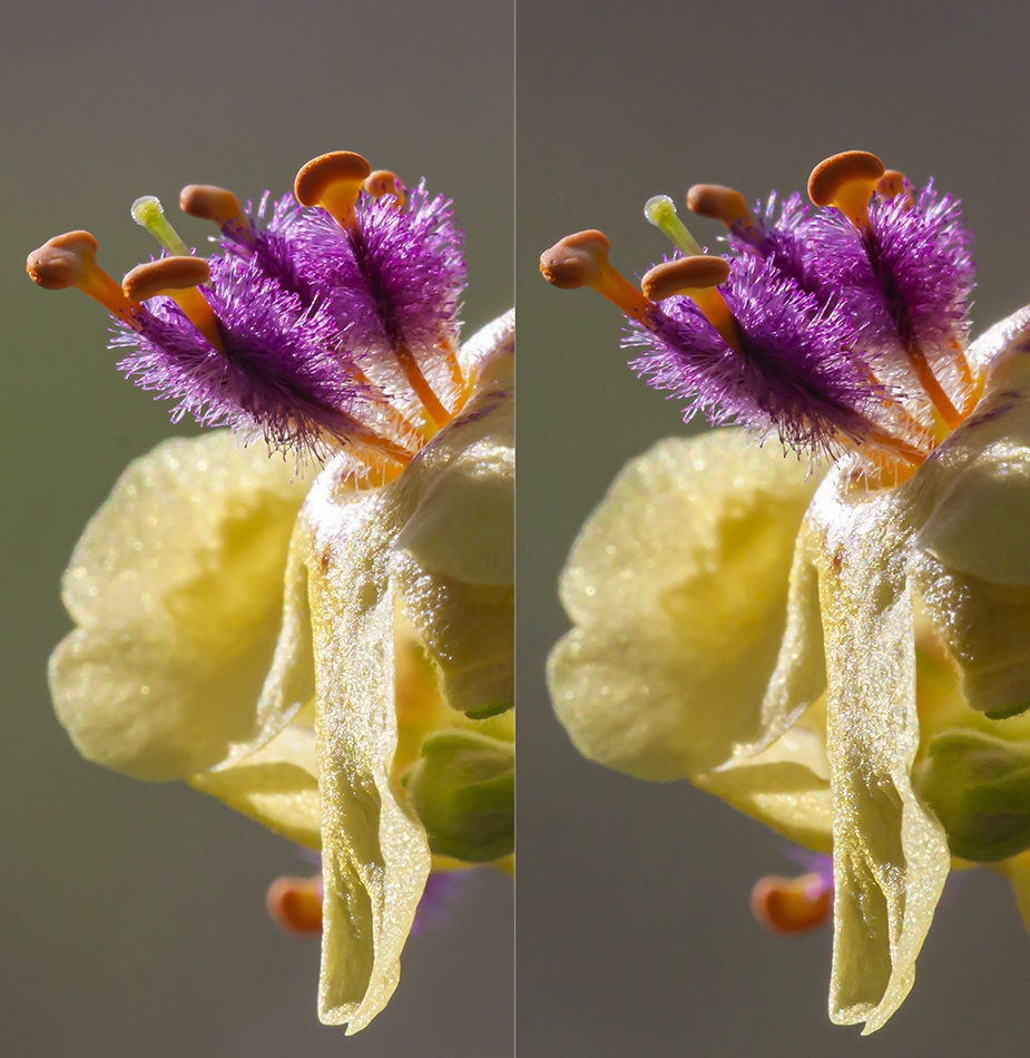 Image of Verbascum nigrum specimen.