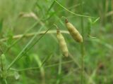 Vicia tetrasperma. Плоды. Северная Осетия, юж. окр. Владикавказа, луг. 02.07.2021.