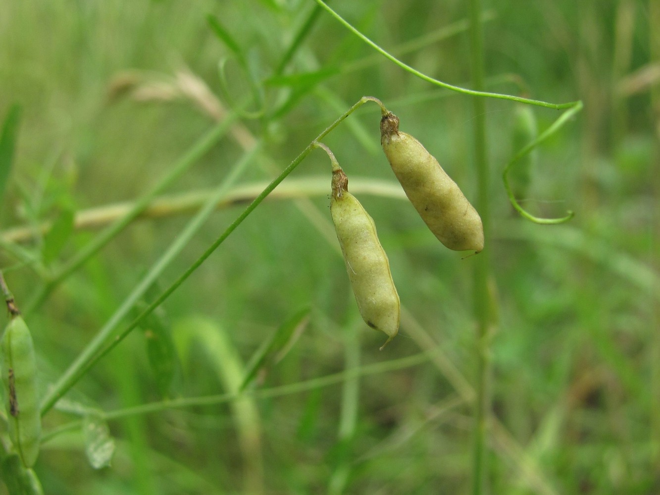 Изображение особи Vicia tetrasperma.
