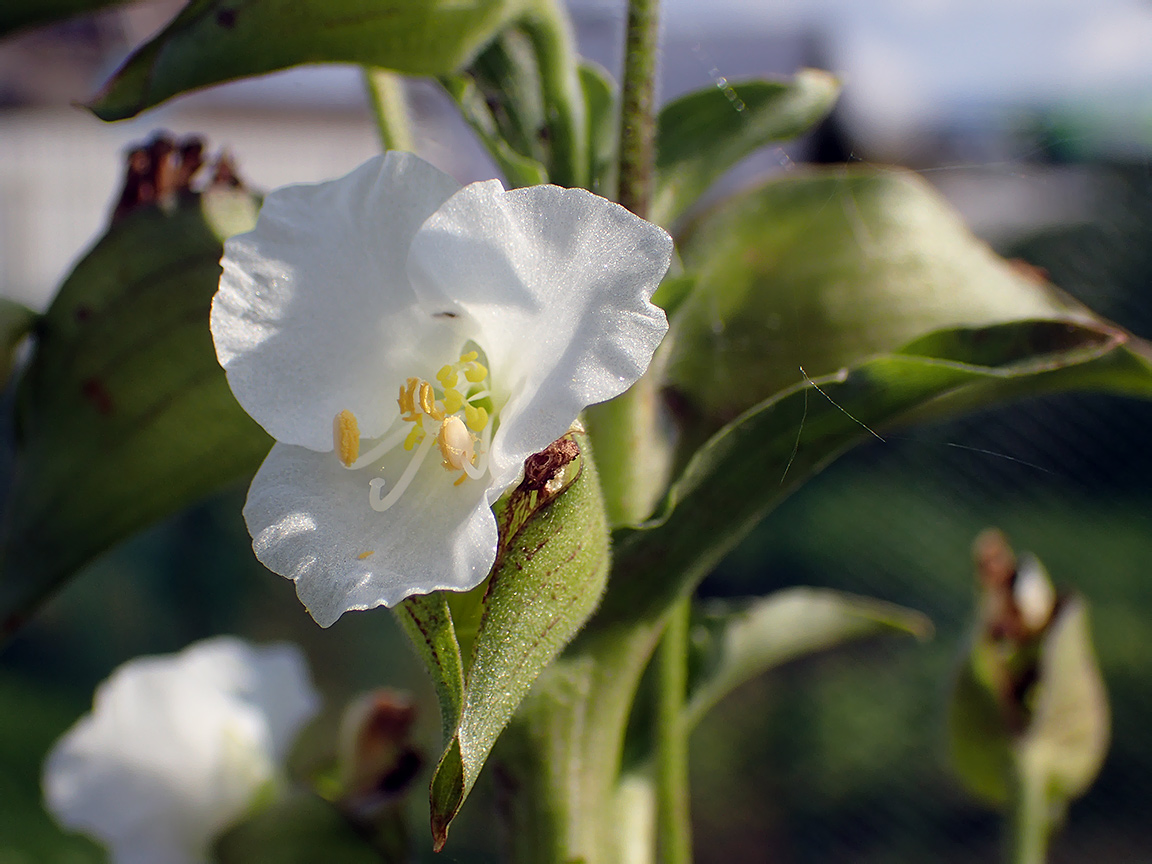 Изображение особи Commelina tuberosa.