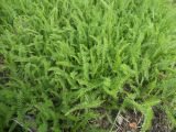 Achillea millefolium