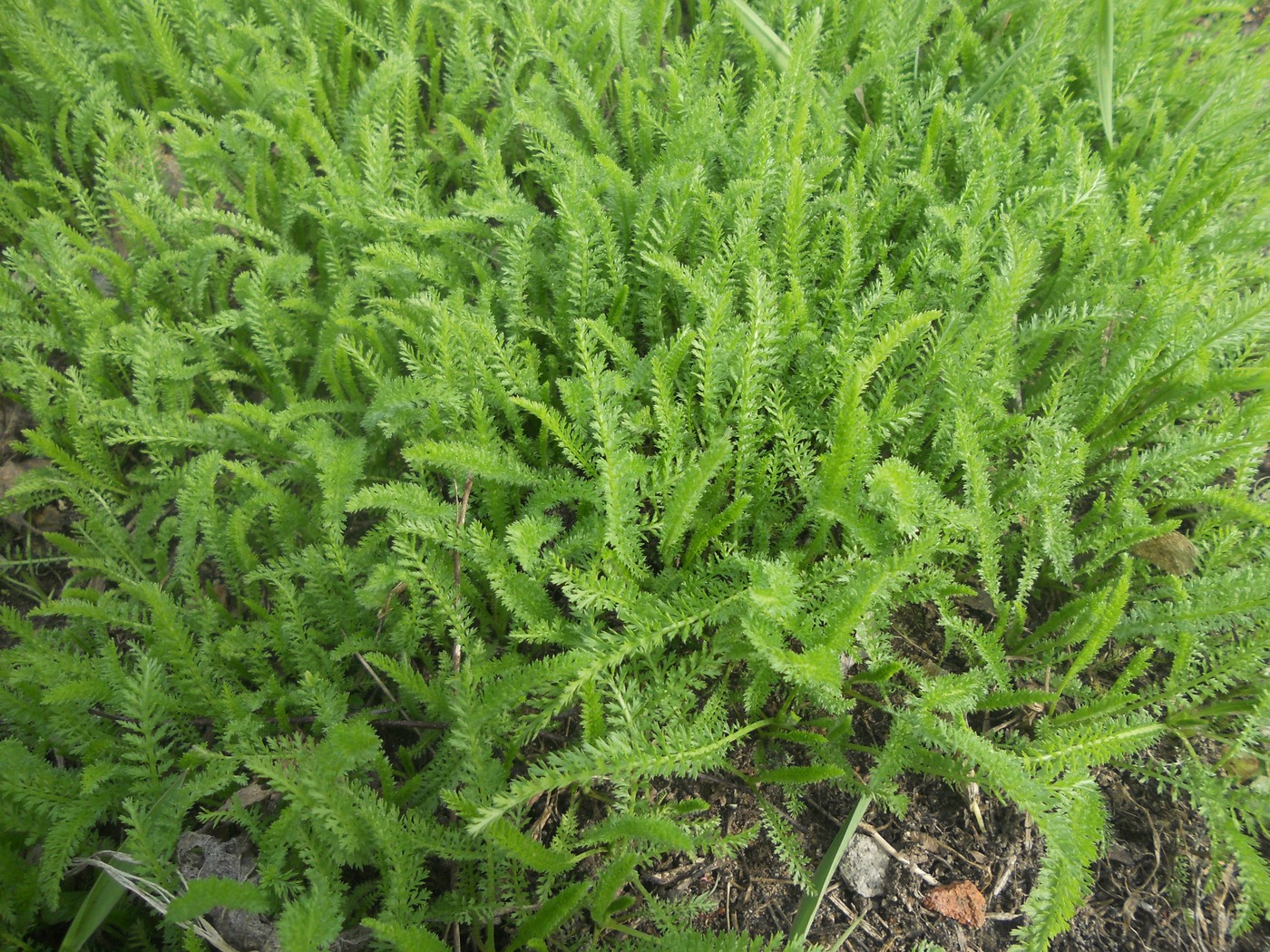 Image of Achillea millefolium specimen.