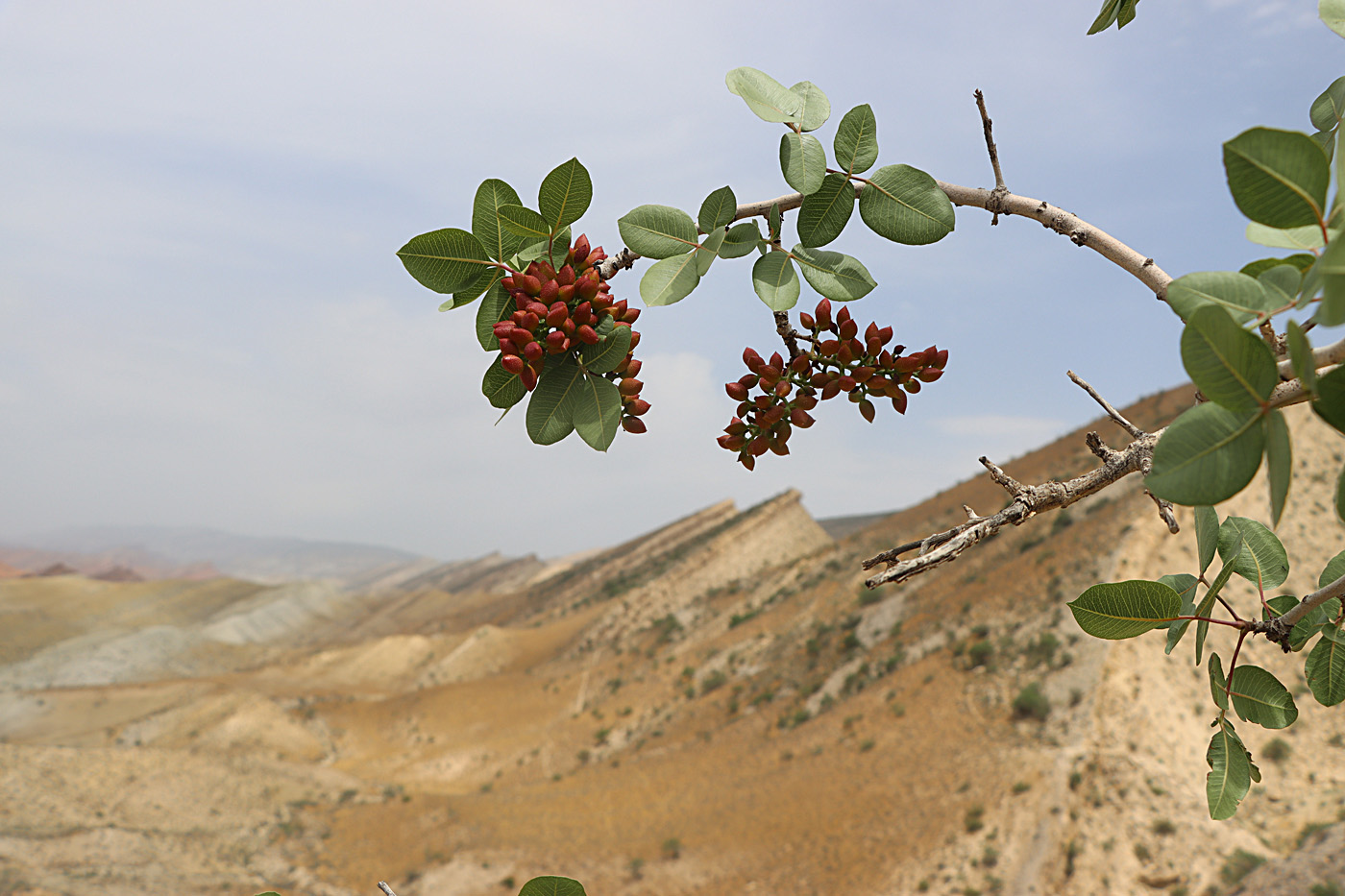 Image of Pistacia vera specimen.