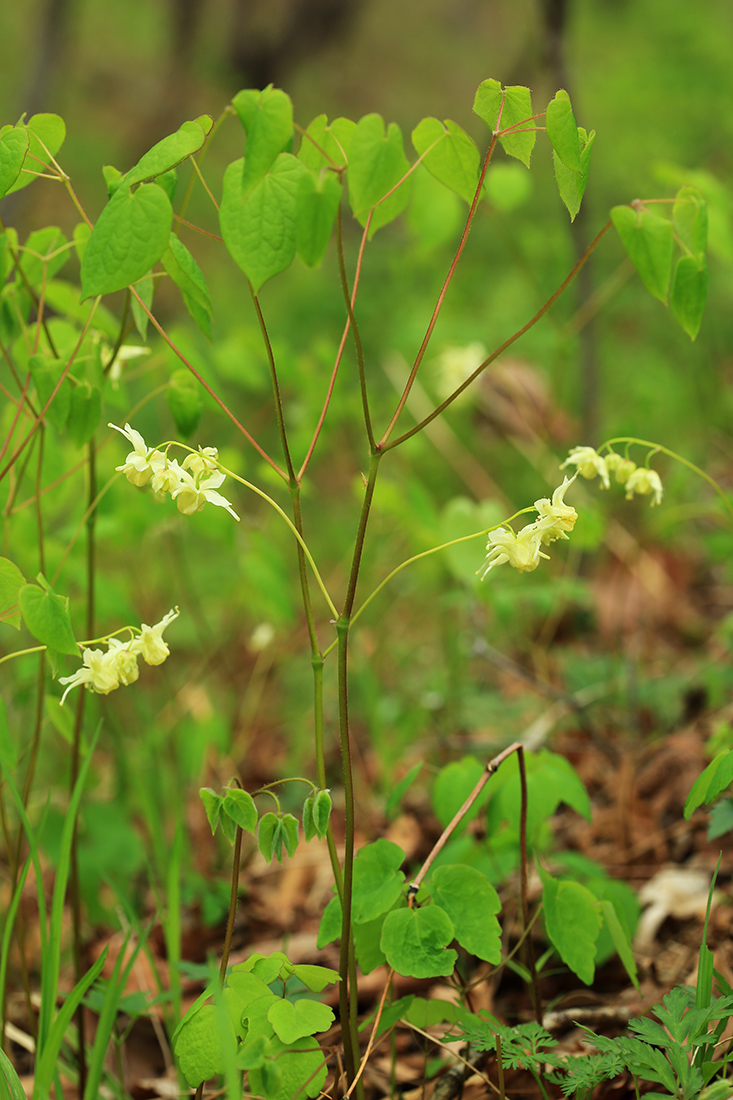 Изображение особи Epimedium koreanum.