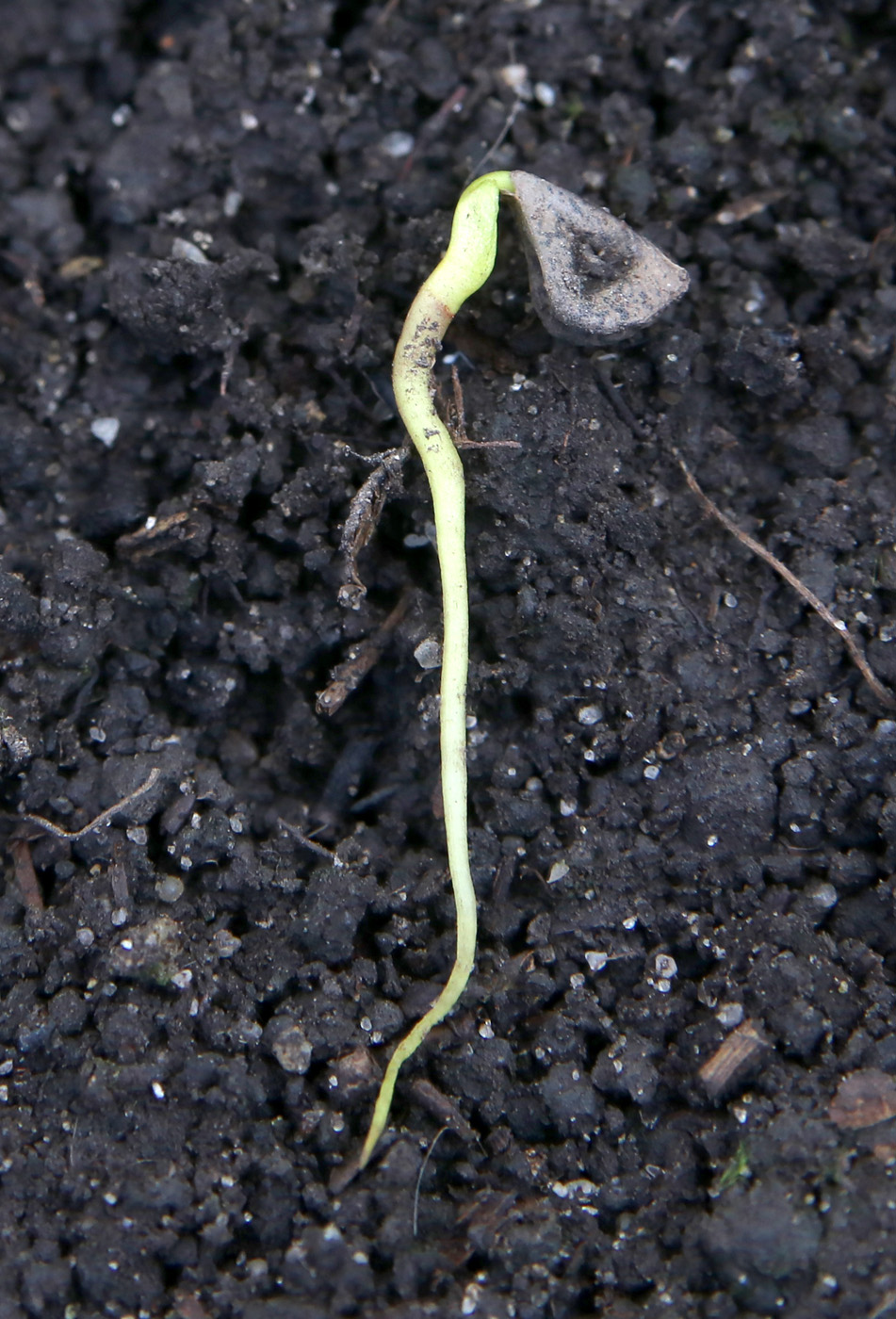 Image of Asphodeline lutea specimen.