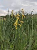 Iris halophila