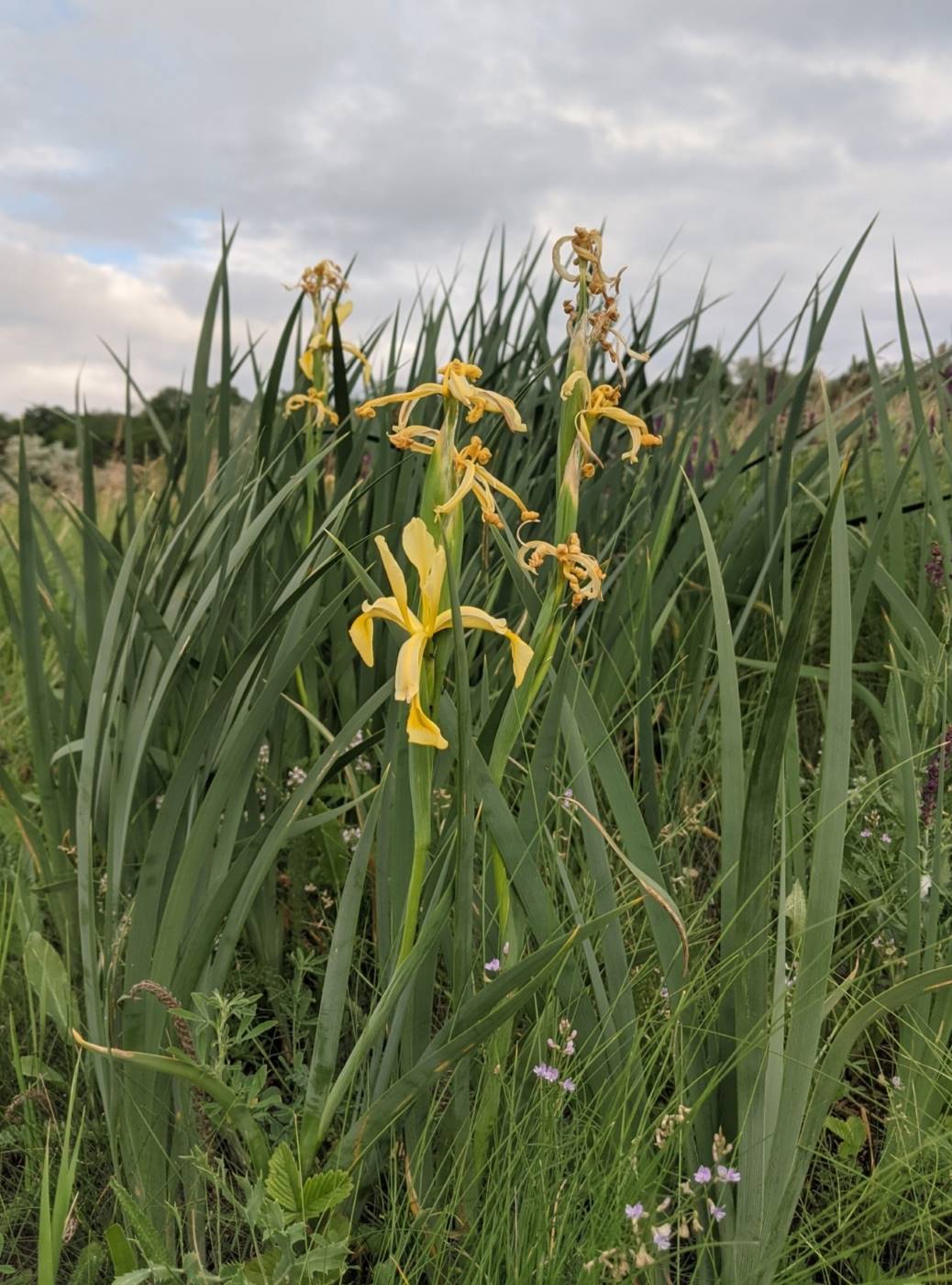 Изображение особи Iris halophila.