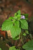 Clinopodium umbrosum