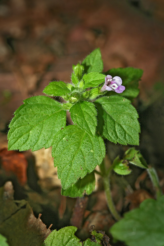 Image of Clinopodium umbrosum specimen.