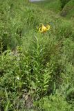 Lilium monadelphum. Цветущее растение. Республика Ингушетия, Джейрахский р-н, окр. башни Кашети, высота ок. 1800 м н.у.м., нижняя часть лощины чуть выше ручья, луг. 18 июня 2022 г.