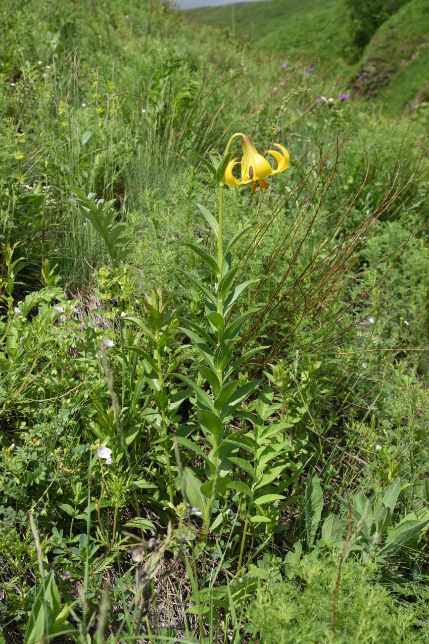 Image of Lilium monadelphum specimen.