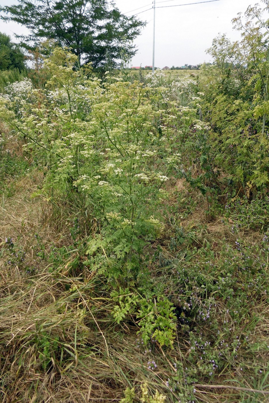 Изображение особи Conium maculatum.