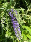 Veronica longifolia