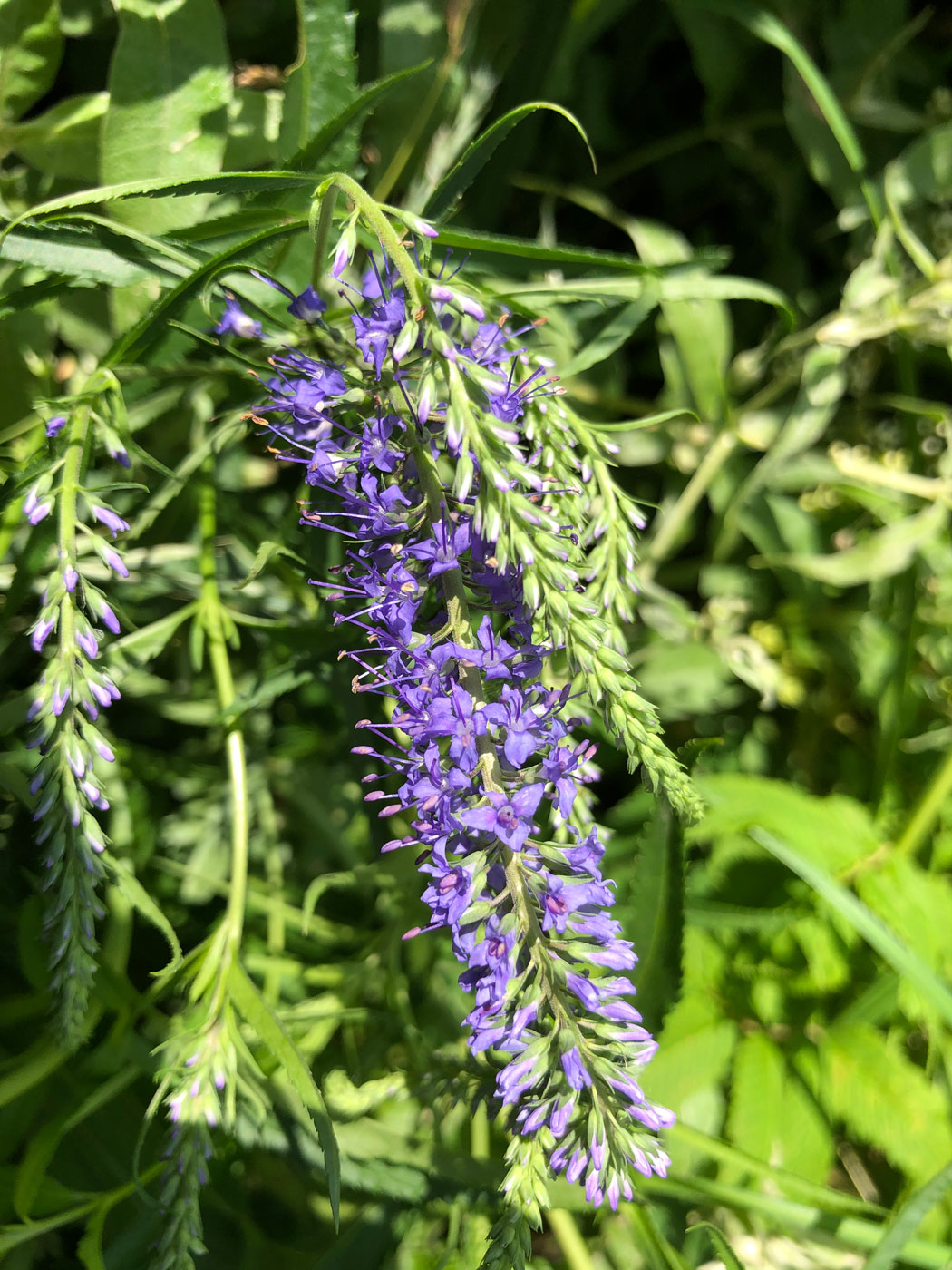 Image of Veronica longifolia specimen.