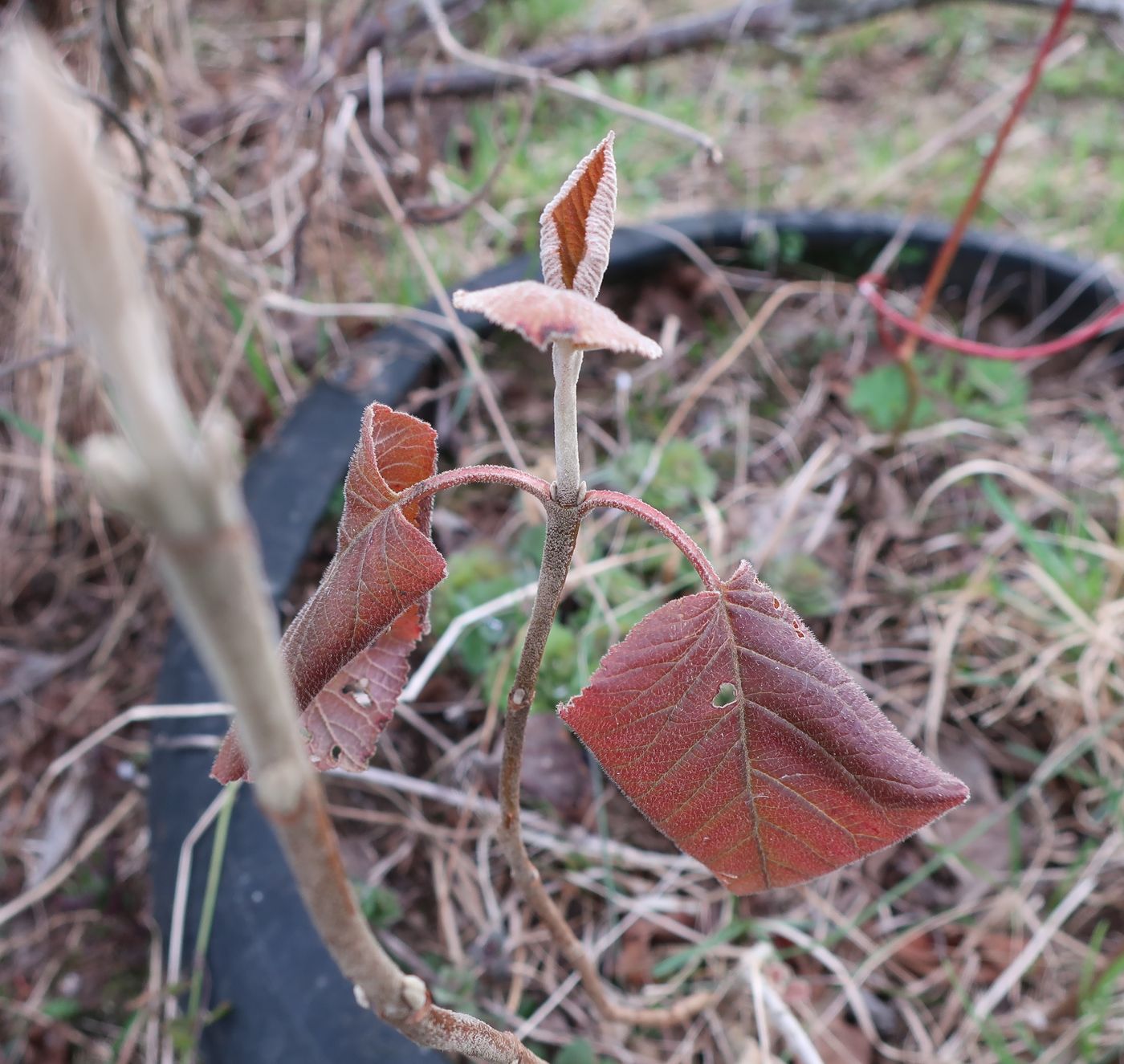 Image of Viburnum lantana specimen.
