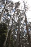 род Eucalyptus. Взрослые растения. Австралия, штат Тасмания, национальный парк \"Mount Field\". 25.12.2010.