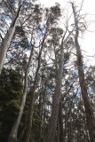 genus Eucalyptus. Взрослые растения. Австралия, штат Тасмания, национальный парк \"Mount Field\". 25.12.2010.