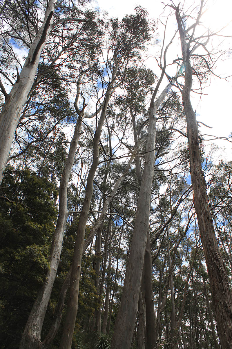 Image of genus Eucalyptus specimen.