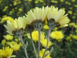 Chrysanthemum indicum. Верхушки побегов с соцветиями (вид со стороны обёрток; культивар). Крым, Симферополь, ботсад университета. 8 ноября 2010 г.