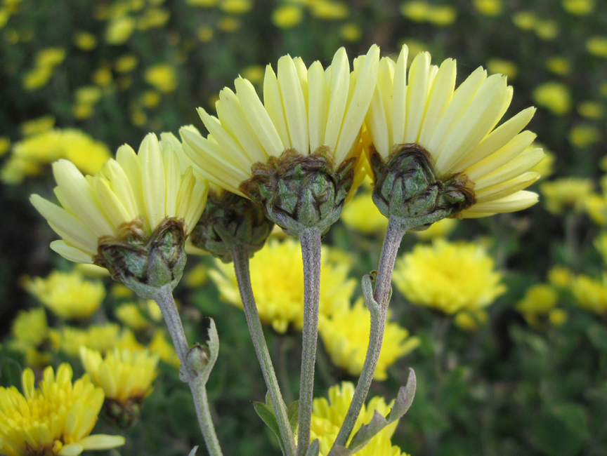 Image of Chrysanthemum indicum specimen.