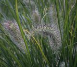 Pennisetum alopecuroides. Соплодия и листья. Москва, ВДНХ, озеленение, в культуре. 15.09.2022.