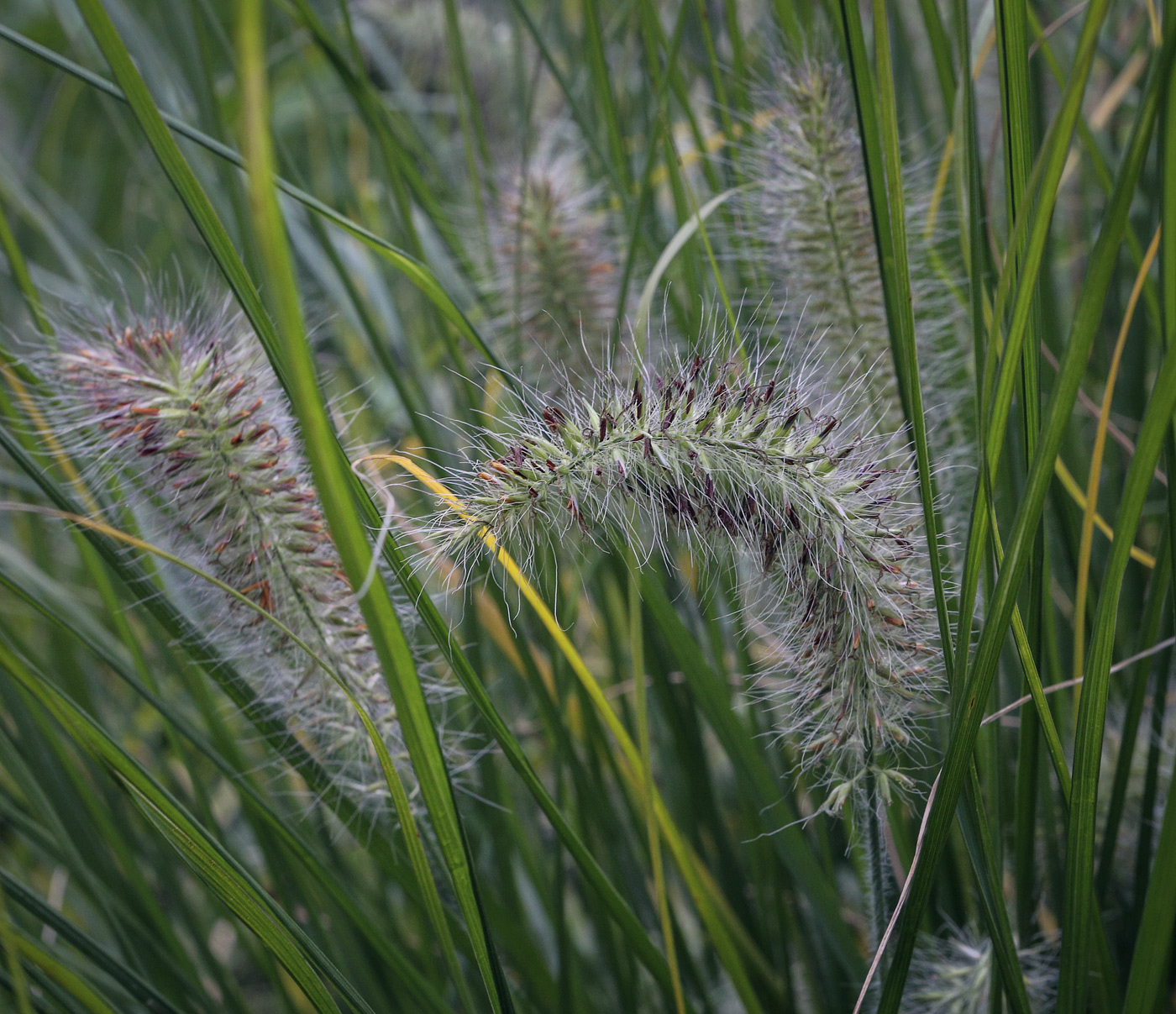 Изображение особи Pennisetum alopecuroides.