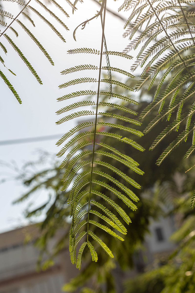 Image of Delonix regia specimen.