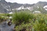 Carex acrifolia