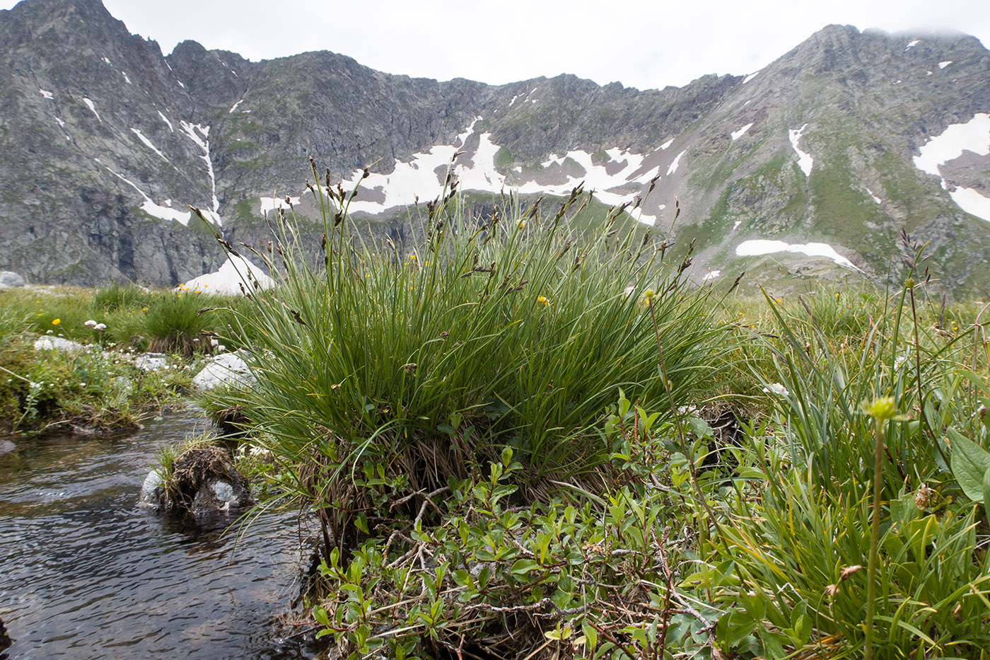 Изображение особи Carex acrifolia.