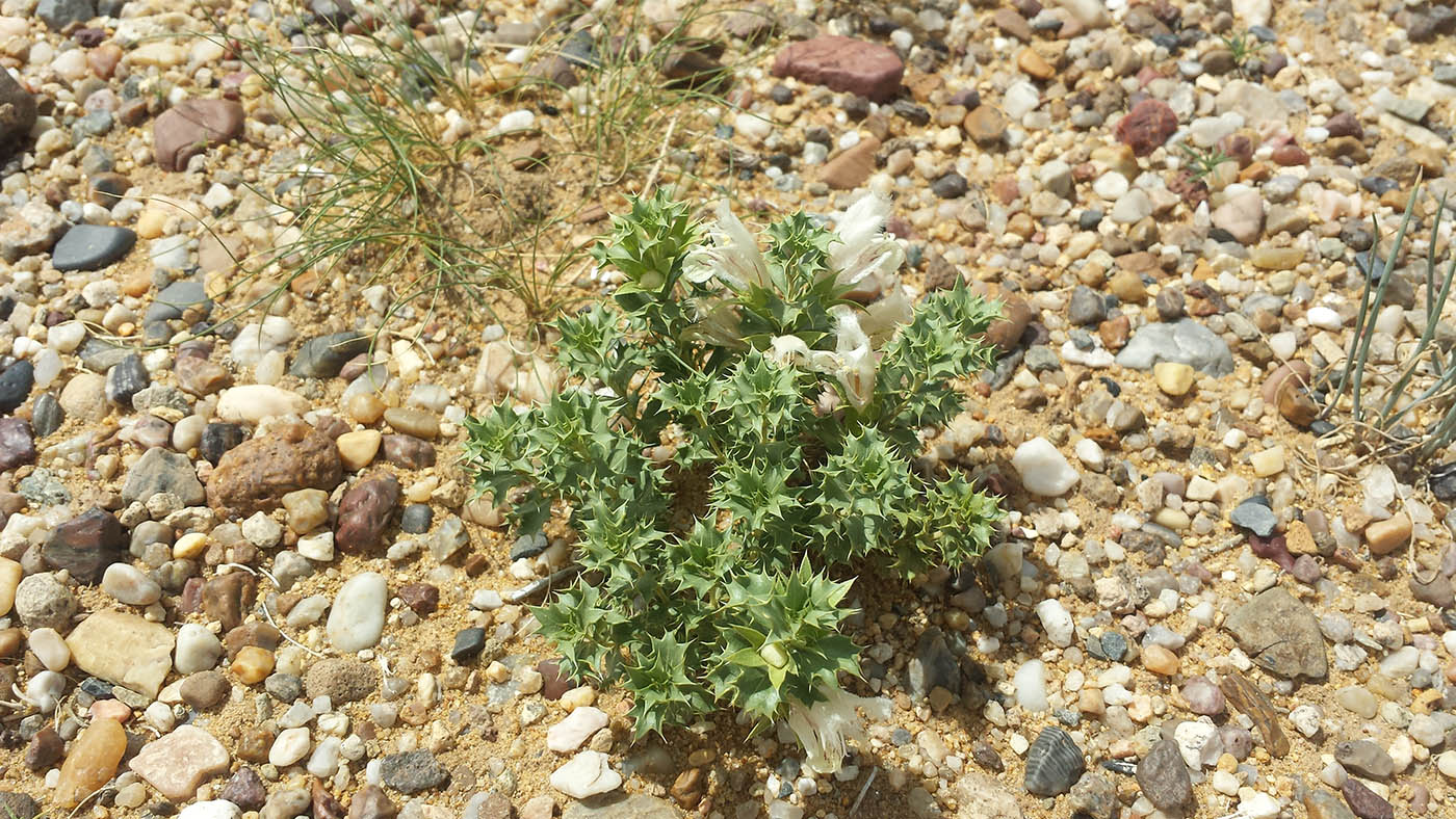 Image of Lagochilus ilicifolius specimen.